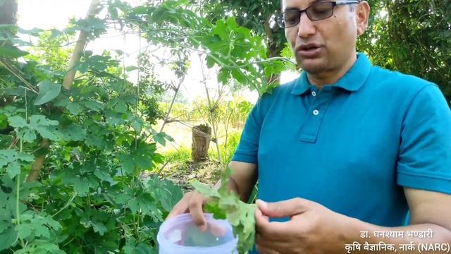 तरकारी बालीमा लाग्ने खपटे कीरा (Epilachna beetle) को पहिचान, क्षति र ब्यबस्थापन । смотреть онлайн