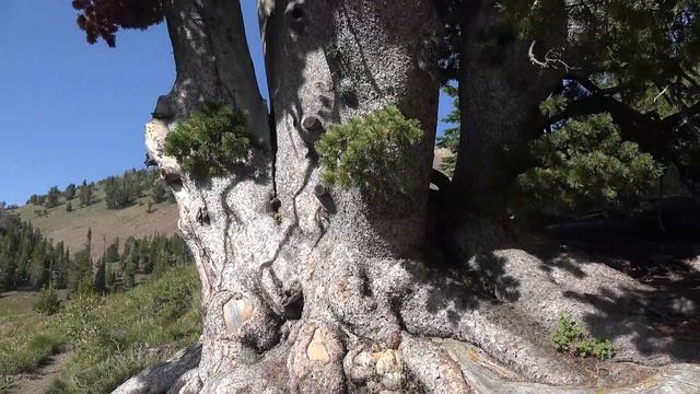 Pinus albicaulis, Pinaceae (whitebark pine) смотреть онлайн