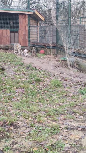 5b82d1a3-89c0-4696-9dcd-d0b9b5b01bf1-1_all_21835.mp4