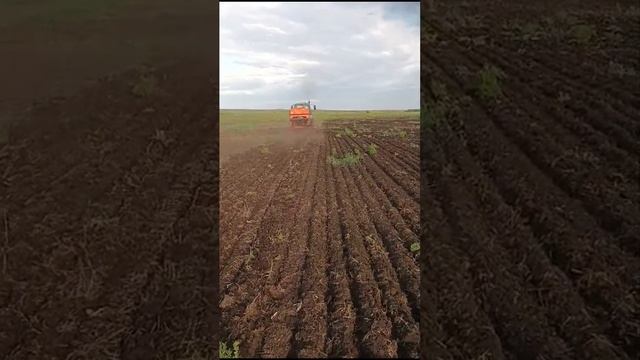 Подсолнух. Оренбургская область Красногвардейский район.Сеялка ВС-Универсальная "Авангад". смотреть онлайн
