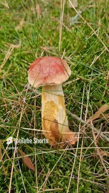 Бомбический гриб. КАНАДСКИЙ БЕЛЫЙ. гость из Америки. #shorts смотреть онлайн