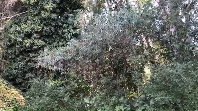 Buenos días, aquí reportándome! 🥵🥵🥵 hoy no cocino! смотреть онлайн