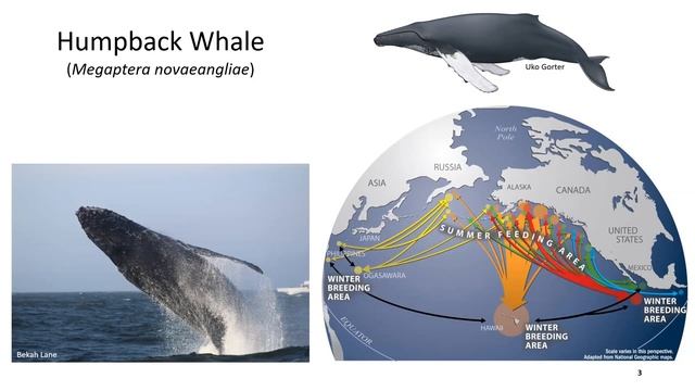 ACS SF Bay Chapter’s 2021 Cetacean Research Grant Presentations by Allison Payne and Bekah Lane. смотреть онлайн