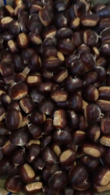 Chestnut 🌰 or castania смотреть онлайн