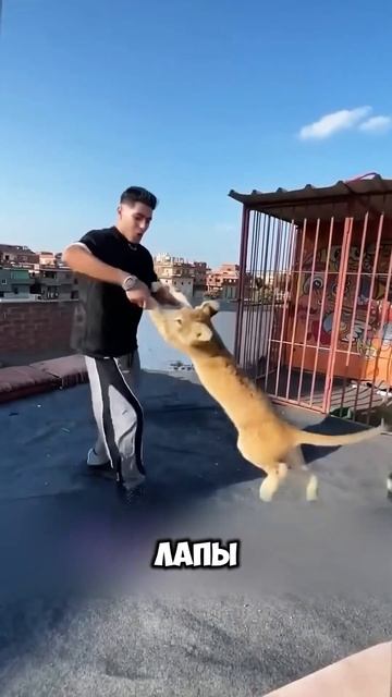 Малыш лев потерял семью. смотреть онлайн