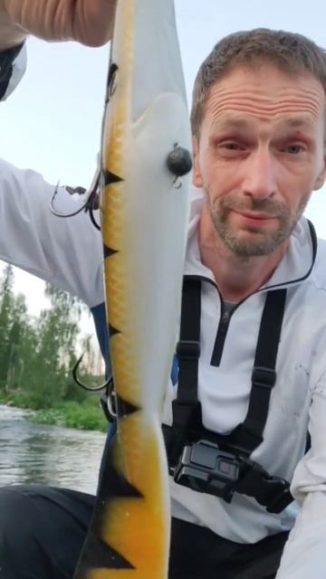 Giant PiG Tail на мелководье, все окрасы на Jerkbaits.ru #jerkbait #fishing #нащуку #bigbait смотреть онлайн