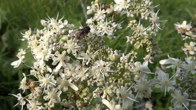 Common Hogweed (Heracleum sphondylium) close-up - 2013-08-25 смотреть онлайн