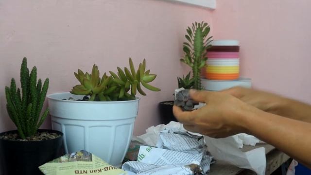 UNBOXING ANEKA MACAM SUKULEN DARI ONLINE SHOP #succulents #succulent #sukulen #suculentas #unboxing смотреть онлайн