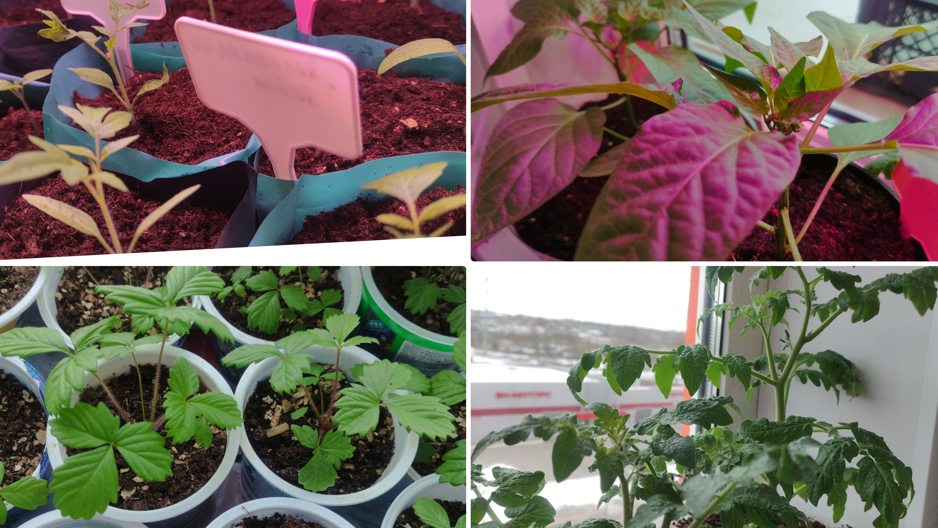 Рассада на 17 марта 2025. Рассада томатов и перцев.Рассада батата.Посеяли Кобею. Балконные томаты. смотреть онлайн