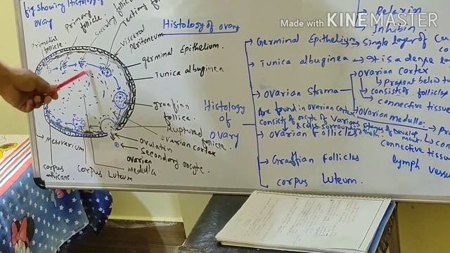 Female Reproductive system , lecture- 4 смотреть онлайн