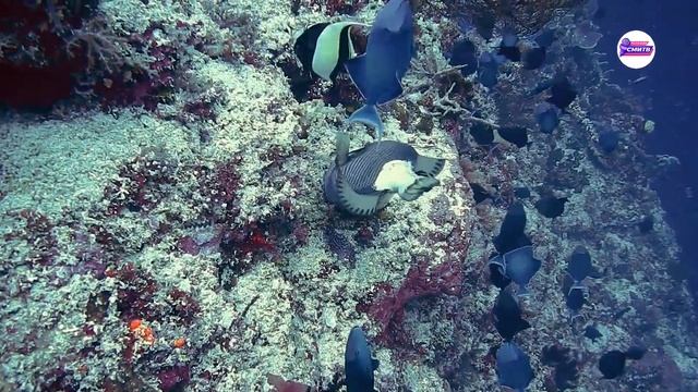 ПОДВОДНЫЙ МИР | FullHD смотреть онлайн