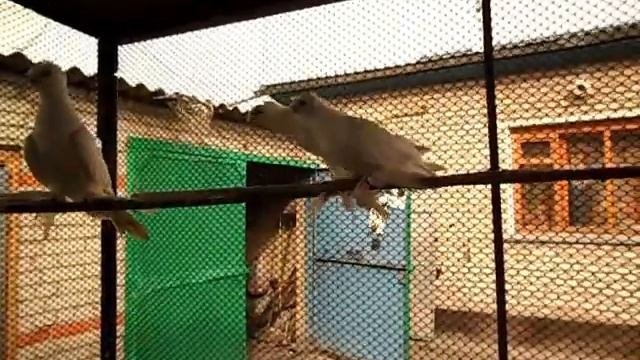 Узбекские голуби, белые. Евразийцы, 1 часть. смотреть онлайн