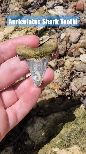 Beautiful Auriculatus Shark tooth we found laying on a creek bank in North Florida #florida #fossil смотреть онлайн