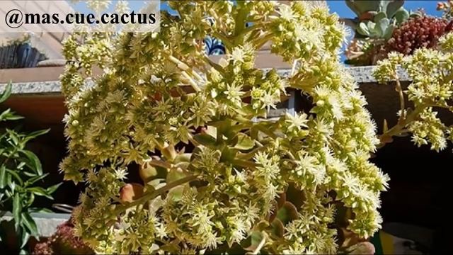 27. Цветение эониума Смита