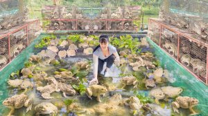 Неугомонная Трудяга из Вьетнама. Сбор урожая лягушек. Выращенных в резервуарах. Продажа на сельском