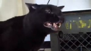 You will die cat