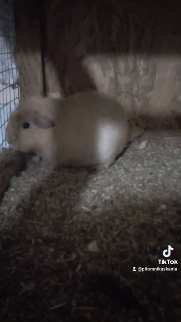 Первые детки #морскиесвинки смотреть онлайн