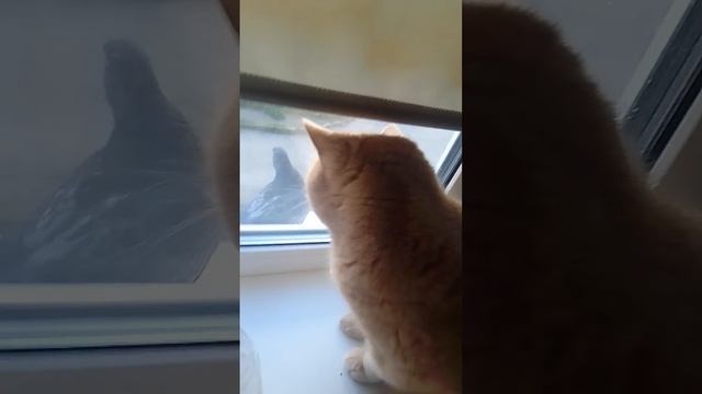 ВСЁ ТАКИ КОТ МАРС ПОЙМАЛ ГОЛУБЯ!!! смотреть онлайн