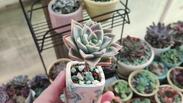 Граптоверия Фантом смотреть онлайн