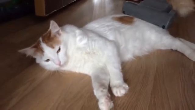 Любимое занятие кота смотреть онлайн
