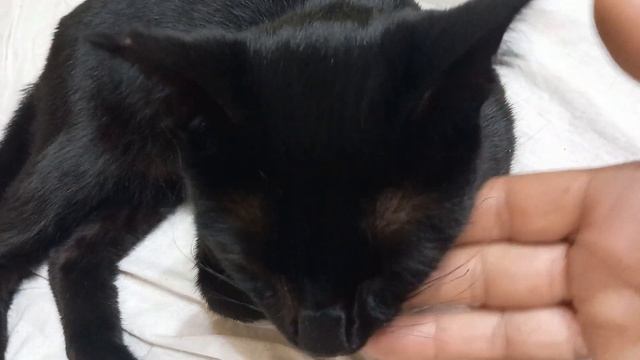 Black Panther won't let us put ointment on his wound смотреть онлайн