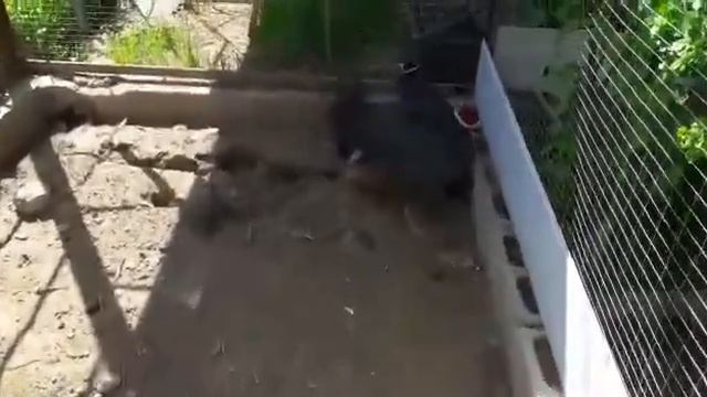 Синие ушастые смотреть онлайн