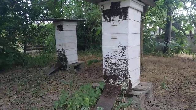 Почему я сейчас не снимаю много видео по работе с пчелами? смотреть онлайн