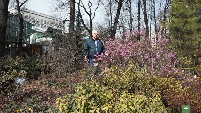 Самые красивоцветущие кустарники. Рододендрон даурский смотреть онлайн