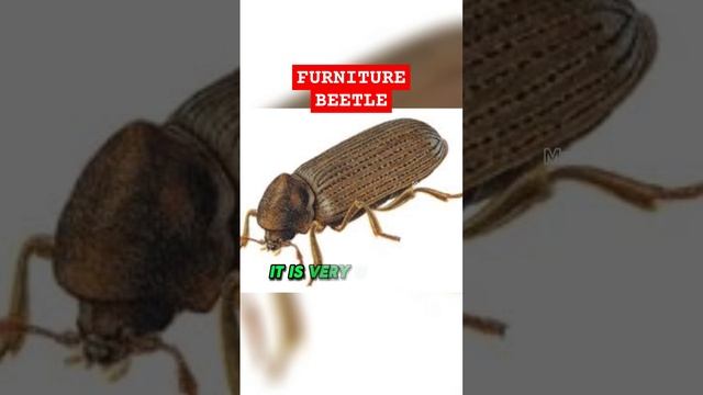 FURNITURE BEETLE #mrdull12 #up  #highlightsシ゚ #fbreelsfypシ゚ #reels #trend #viral #insects