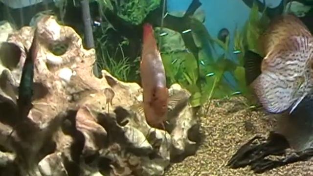 Discus, Cardinal Tetra, Tea Cup Stingray  Clown Loach