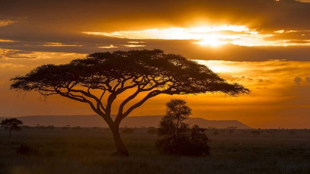 Дикая природа Африки. Красивые пейзажи. Животные и птицы. смотреть онлайн