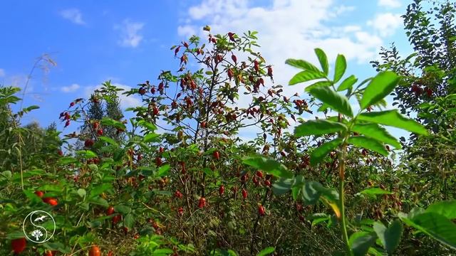 Феминизм - Пчелы против мёда (Володя Батхёртов) смотреть онлайн
