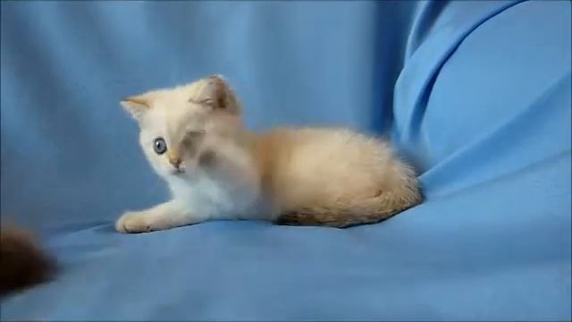 Котенок Британский,голден поинт смотреть онлайн