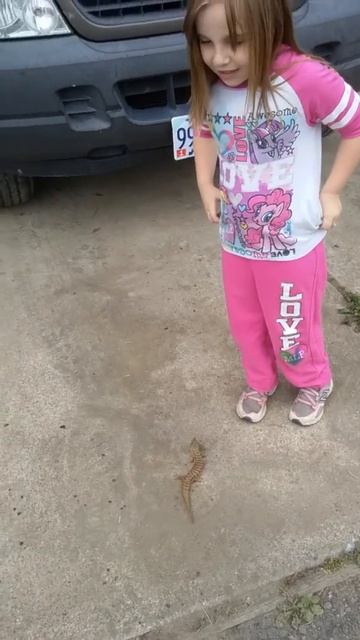 Biggest alligator lizard ever. смотреть онлайн