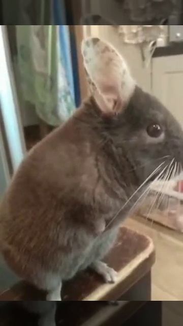 Интеллектуальная шиншилла