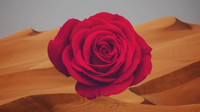 STING AND CHEB MAMI “DESERT ROSE”. смотреть онлайн