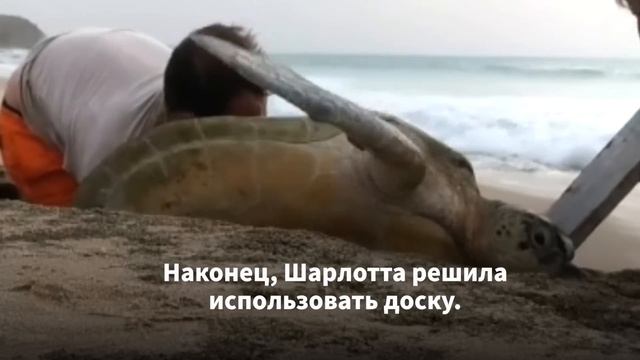 Пара Пытается Спасти Гигантское Животное. Через 30 Минут у Них Появилась Идея смотреть онлайн