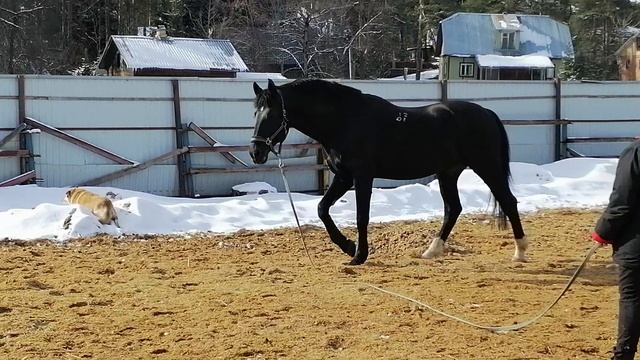 легкий променад на весеннем манеже VID_20250317_143837.mp4