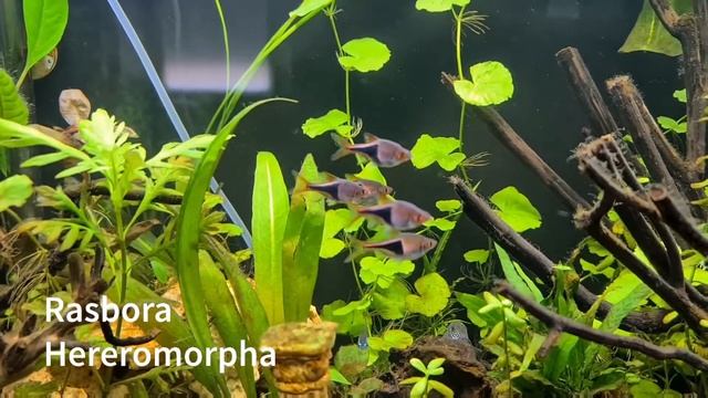 Rasbora Heteromorpha