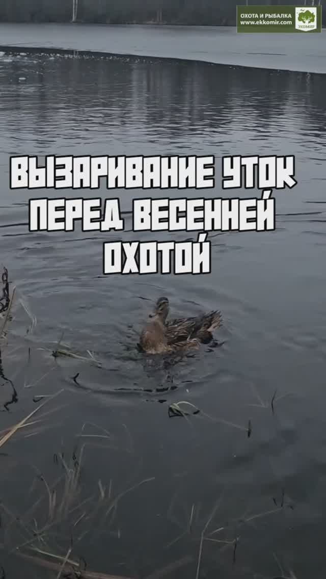 Вызаривание утки перед весенней охотой смотреть онлайн