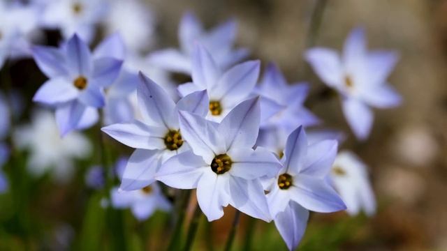 white flower crown смотреть онлайн