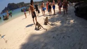 Приколы с обезьянами в Тайланде #тайланд #обезьяны #приколы #угар #приколюха #ржака