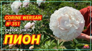 Махровый пион Corine Wersan. Цветение 2022 года / Сад Ворошиловой