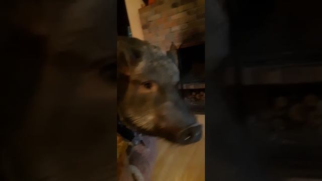 Давно не виделись! Мирону нужно подпилить бивни!) смотреть онлайн