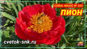 Коралловый пион Coral Magic. Цветение 2022 года / Сад Ворошиловой