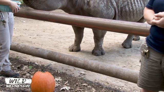 #WildWednesday - Rhino