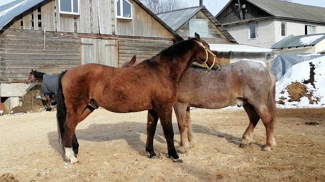 ВЕСНА . все хотят ласки и нежности
VID_20250317_160450.mp4