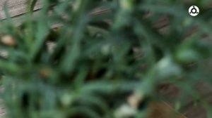 Алоэ: уход в домашних условиях.