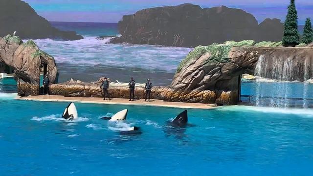 Представление с Косатками  в SeaWorld #5, San-Diego
