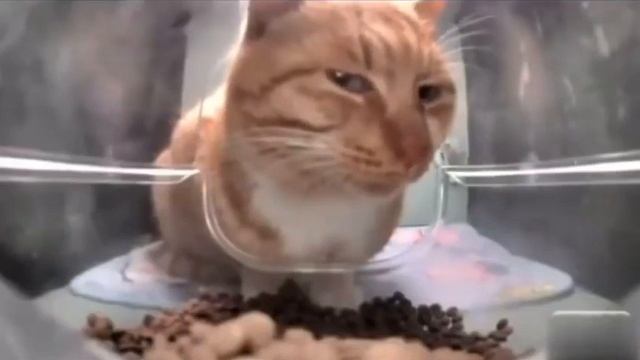 Cat eating then looking at the camera meme 😬 смотреть онлайн